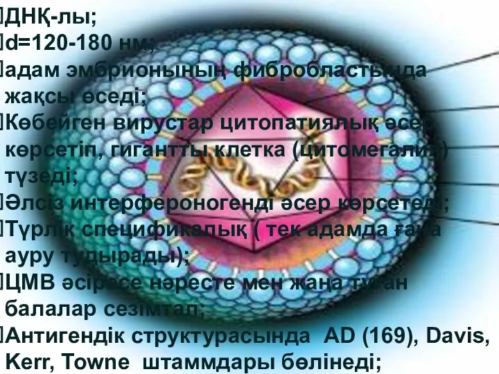 ДНҚ-лы; d=120-180 нм; адам эмбрионының фибробластында жақсы өседі; Көбейген вирустар