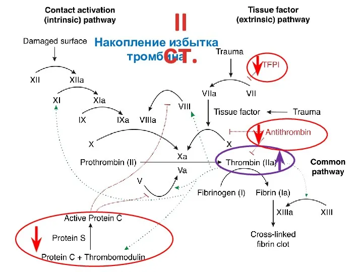 Накопление избытка тромбина II ст.