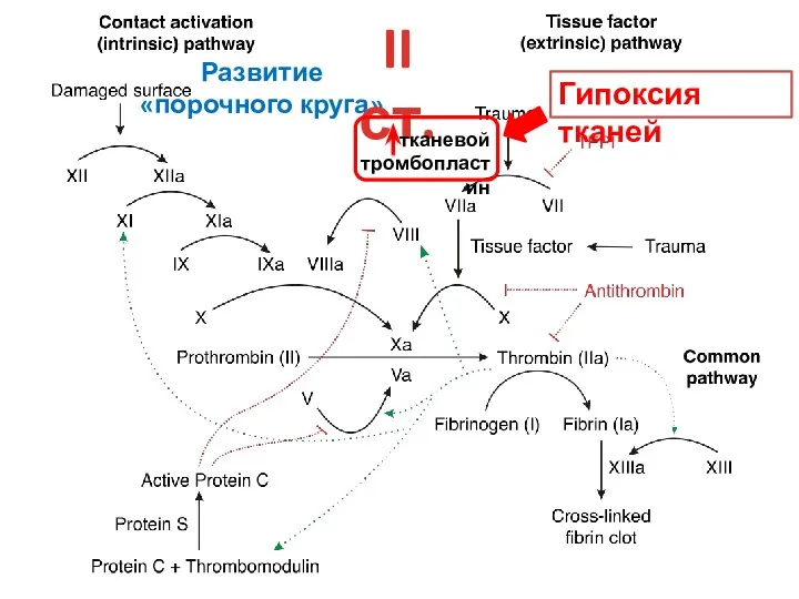 Развитие «порочного круга» II ст. тканевой тромбопластин Гипоксия тканей