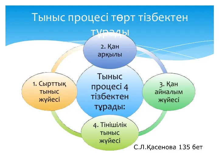 Тыныс процесі төрт тізбектен тұрады