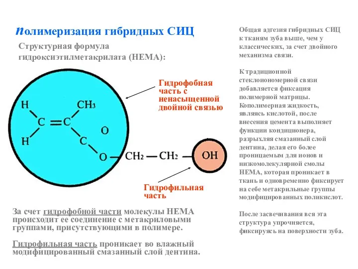 полимеризация гибридных СИЦ За счет гидрофобной части молекулы HEMA происходит ее соединение с