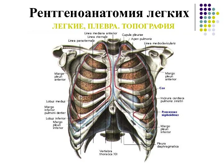 Рентгеноанатомия легких ЛЕГКИЕ, ПЛЕВРА. ТОПОГРАФИЯ