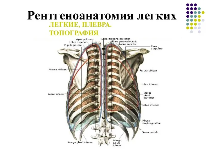 Рентгеноанатомия легких ЛЕГКИЕ, ПЛЕВРА. ТОПОГРАФИЯ