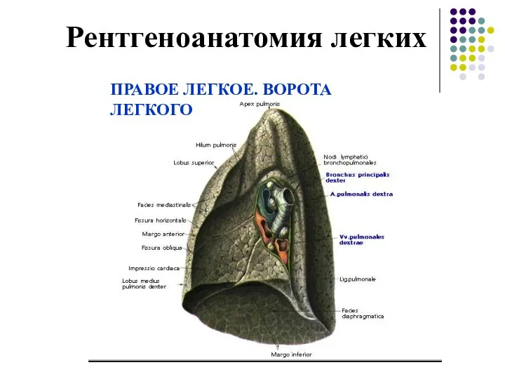 Рентгеноанатомия легких ПРАВОЕ ЛЕГКОЕ. ВОРОТА ЛЕГКОГО