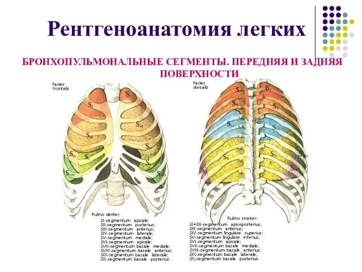 Рентгеноанатомия легких БРОНХОПУЛЬМОНАЛЬНЫЕ СЕГМЕНТЫ. ПЕРЕДНЯЯ И ЗАДНЯЯ ПОВЕРХНОСТИ