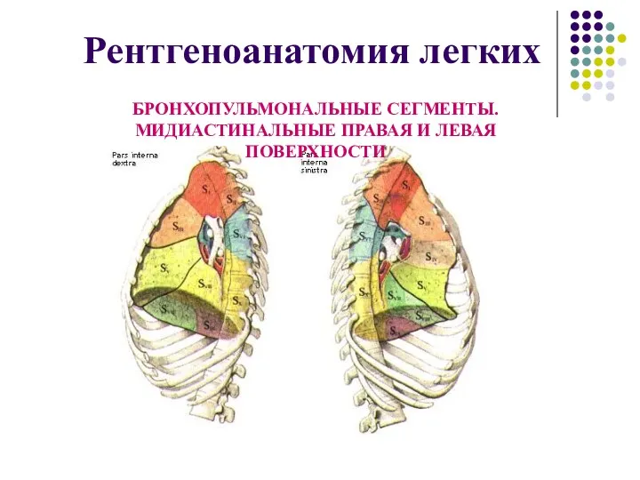 БРОНХОПУЛЬМОНАЛЬНЫЕ СЕГМЕНТЫ. МИДИАСТИНАЛЬНЫЕ ПРАВАЯ И ЛЕВАЯ ПОВЕРХНОСТИ Рентгеноанатомия легких