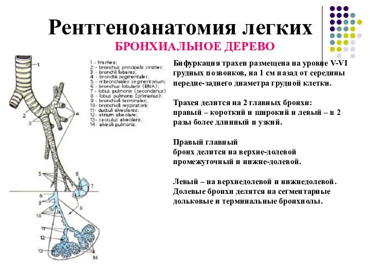 Рентгеноанатомия легких БРОНХИАЛЬНОЕ ДЕРЕВО Бифуркация трахеи размещена на уровне V-VI