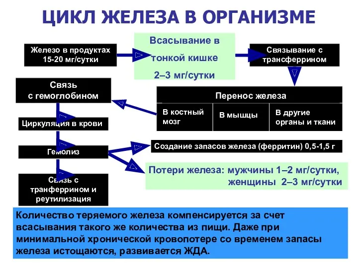 ЦИКЛ ЖЕЛЕЗА В ОРГАНИЗМЕ Железо в продуктах 15-20 мг/сутки Всасывание