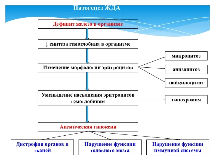 Патогенез ЖДА Дефицит железа в организме ↓ синтеза гемоглобина в