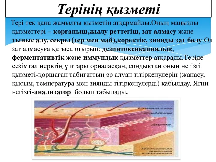 Тері тек қана жамылғы қызметін атқармайды.Оның маңызды қызметтері – қорғаныш,жылу