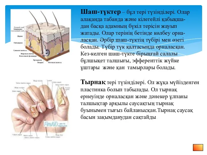 Шаш-түктер – бұл тері түзінділері. Олар алақанда табанда және кілегейлі