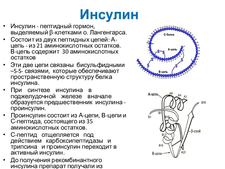 Инсулин Инсулин - пептидный гормон, выделяемый β-клетками о. Лангенгарса. Состоит