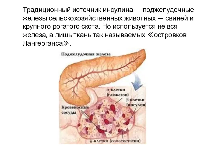 Традиционный источник инсулина — поджелудочные железы сельскохозяйственных животных — свиней