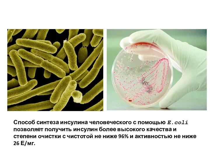 Способ синтеза инсулина человеческого с помощью E.coli позволяет получить инсулин