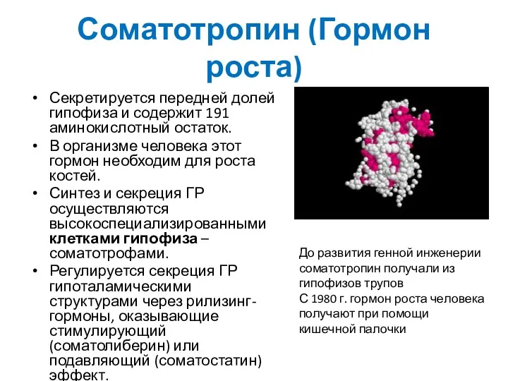 Соматотропин (Гормон роста) Секретируется передней долей гипофиза и содержит 191