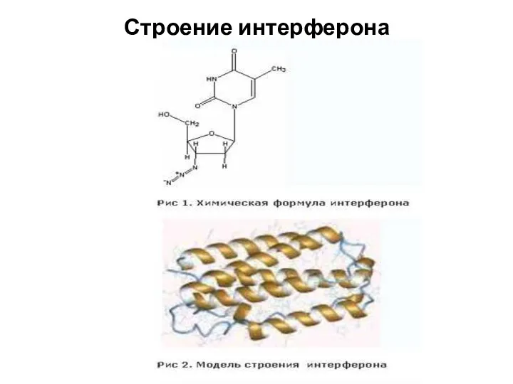 Строение интерферона