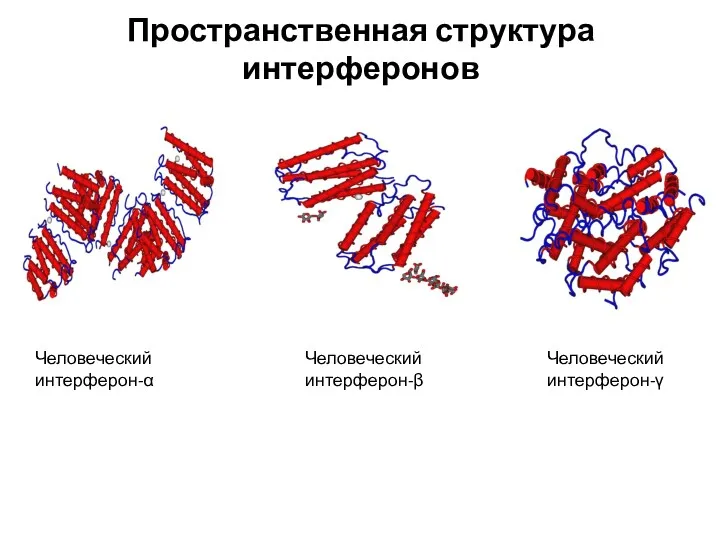 Пространственная структура интерферонов Человеческий интерферон-α Человеческий интерферон-β Человеческий интерферон-γ