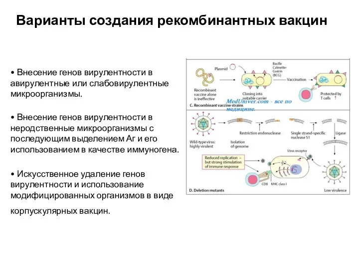 • Внесение генов вирулентности в авирулентные или слабовирулентные микроорганизмы. •