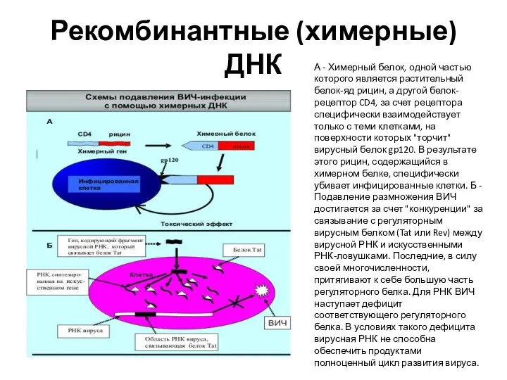 Рекомбинантные (химерные) ДНК А - Химерный белок, одной частью которого