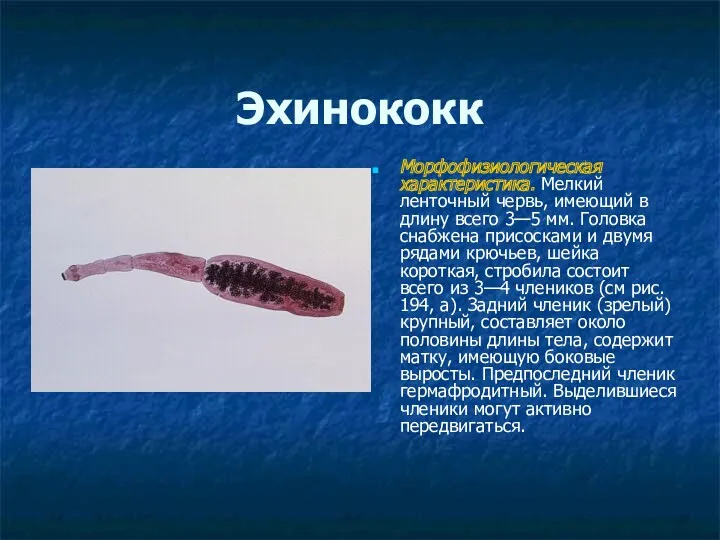 Эхинококк Морфофизиологическая характеристика. Мелкий ленточный червь, имеющий в длину всего 3—5 мм. Головка