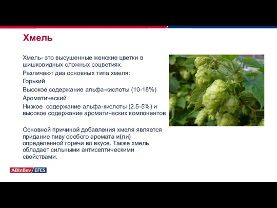 Хмель Хмель- это высушенные женские цветки в шишковидных сложных соцветиях.