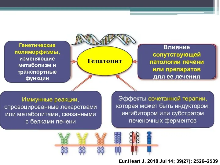 Генетические полиморфизмы, изменяющие метаболизм и транспортные функции Влияние сопутствующей патологии