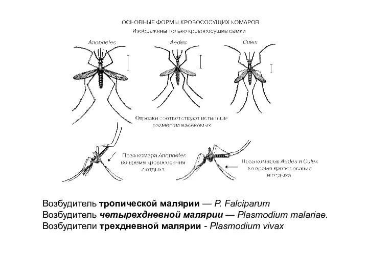 Возбудитель тропической малярии — P. Falciparum Возбудитель четырехдневной малярии —