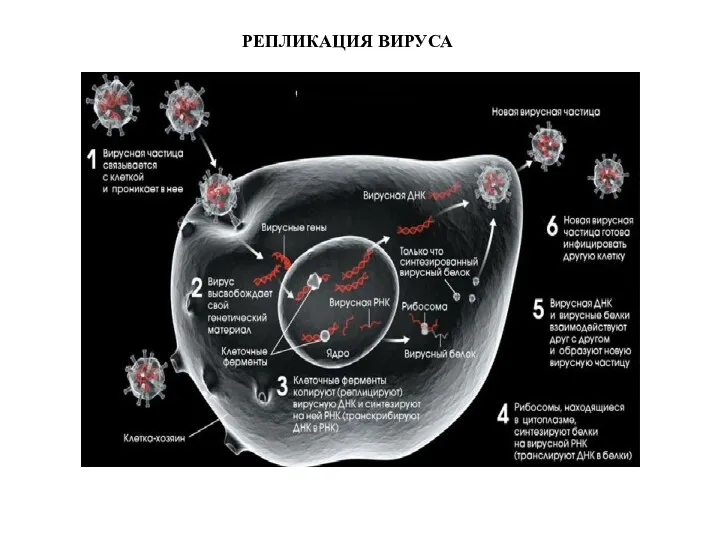 РЕПЛИКАЦИЯ ВИРУСА