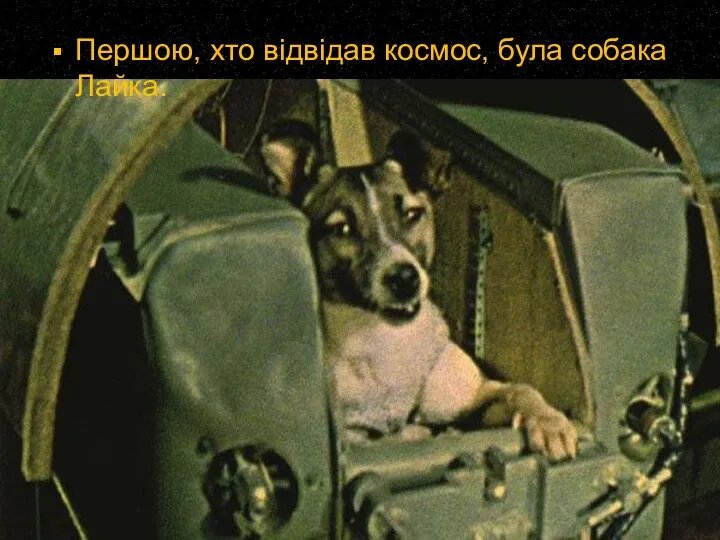 Першою, хто відвідав космос, була собака Лайка.