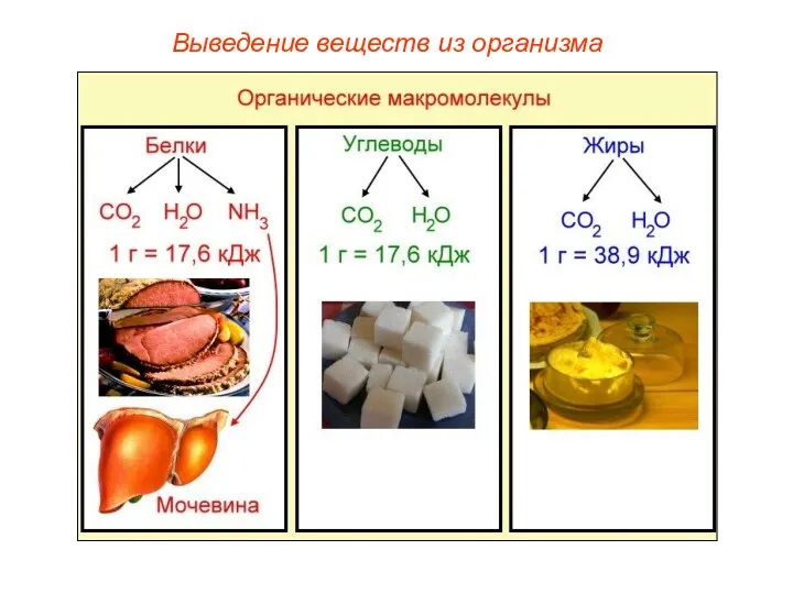 Выведение веществ из организма