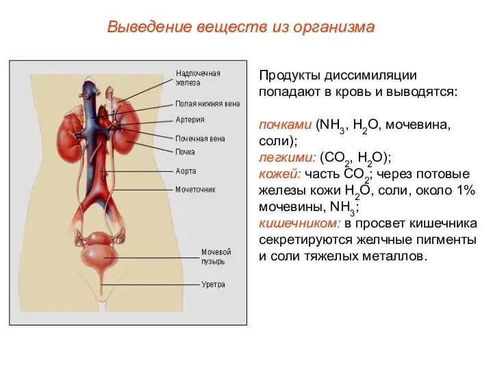 Выведение веществ из организма Продукты диссимиляции попадают в кровь и