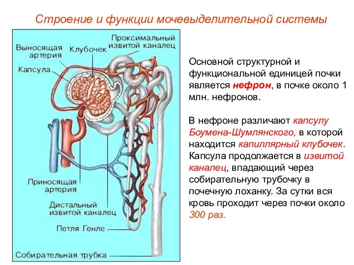 Основной структурной и функциональной единицей почки является нефрон, в почке