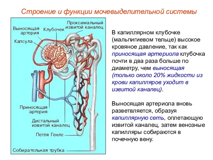 В капиллярном клубочке (мальпигиевом тельце) высокое кровяное давление, так как