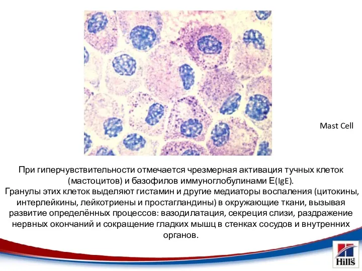 При гиперчувствительности отмечается чрезмерная активация тучных клеток (мастоцитов) и базофилов иммуноглобулинами Е(IgE). Гранулы