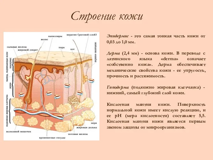 Строение кожи Эпидермис - это самая тонкая часть кожи от