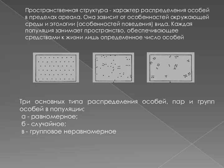 Пространственная структура - характер распределения особей в пределах ареала. Она