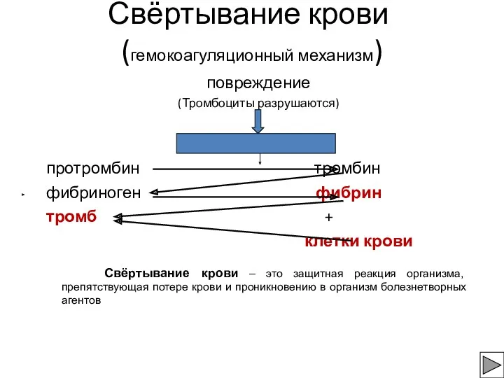 Свёртывание крови (гемокоагуляционный механизм) повреждение (Тромбоциты разрушаются) ТРОМБОПЛАСТИН протромбин тромбин