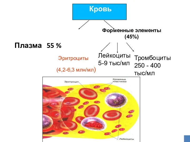 Плазма 55 % Форменные элементы (45%) Эритроциты (4,2-6,3 млн/мл) Лейкоциты