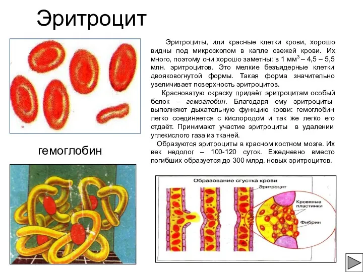 Эритроцит гемоглобин Эритроциты, или красные клетки крови, хорошо видны под