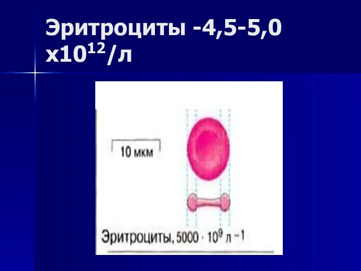 Эритроциты -4,5-5,0х1012/л