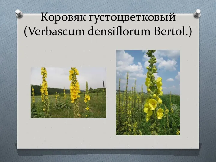 Коровяк густоцветковый (Verbascum densiflorum Bertol.)