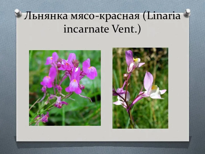 Льнянка мясо-красная (Linaria incarnate Vent.)