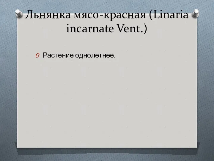 Льнянка мясо-красная (Linaria incarnate Vent.) Растение однолетнее.