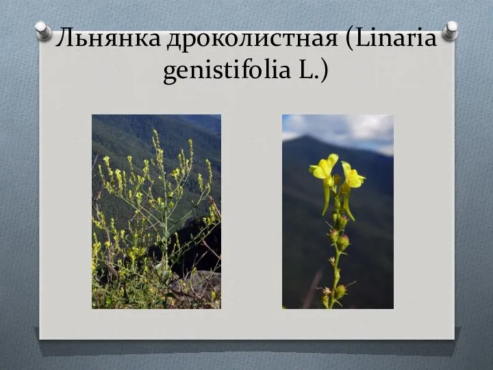 Льнянка дроколистная (Linaria genistifolia L.)