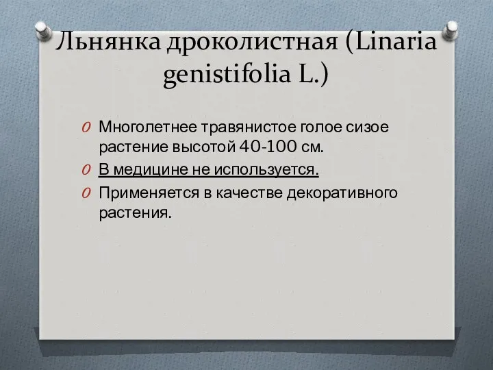 Льнянка дроколистная (Linaria genistifolia L.) Многолетнее травянистое голое сизое ра­стение