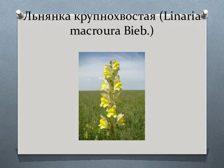 Льнянка крупнохвостая (Linaria macroura Bieb.)