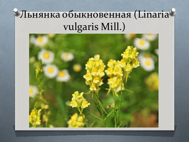 Льнянка обыкновенная (Linaria vulgaris Mill.)