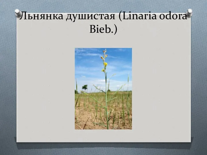 Льнянка душистая (Linaria odora Bieb.)