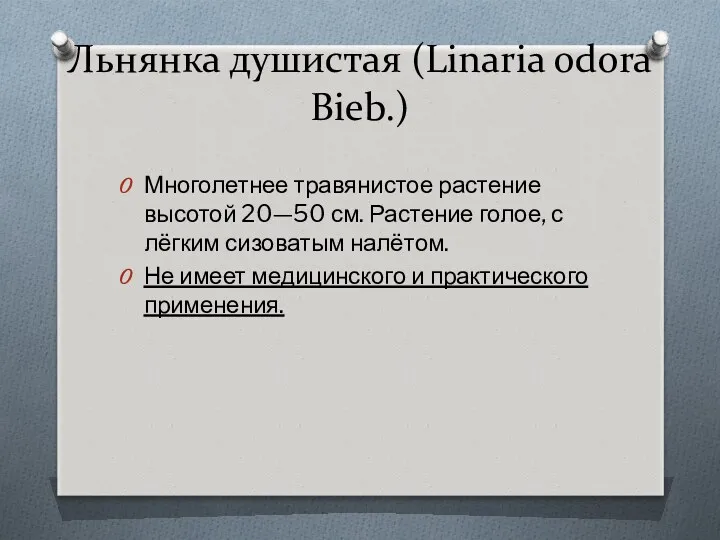 Льнянка душистая (Linaria odora Bieb.) Многолетнее травянистое растение высотой 20—50