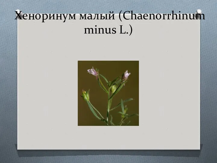 Хеноринум малый (Chaenorrhinum minus L.)